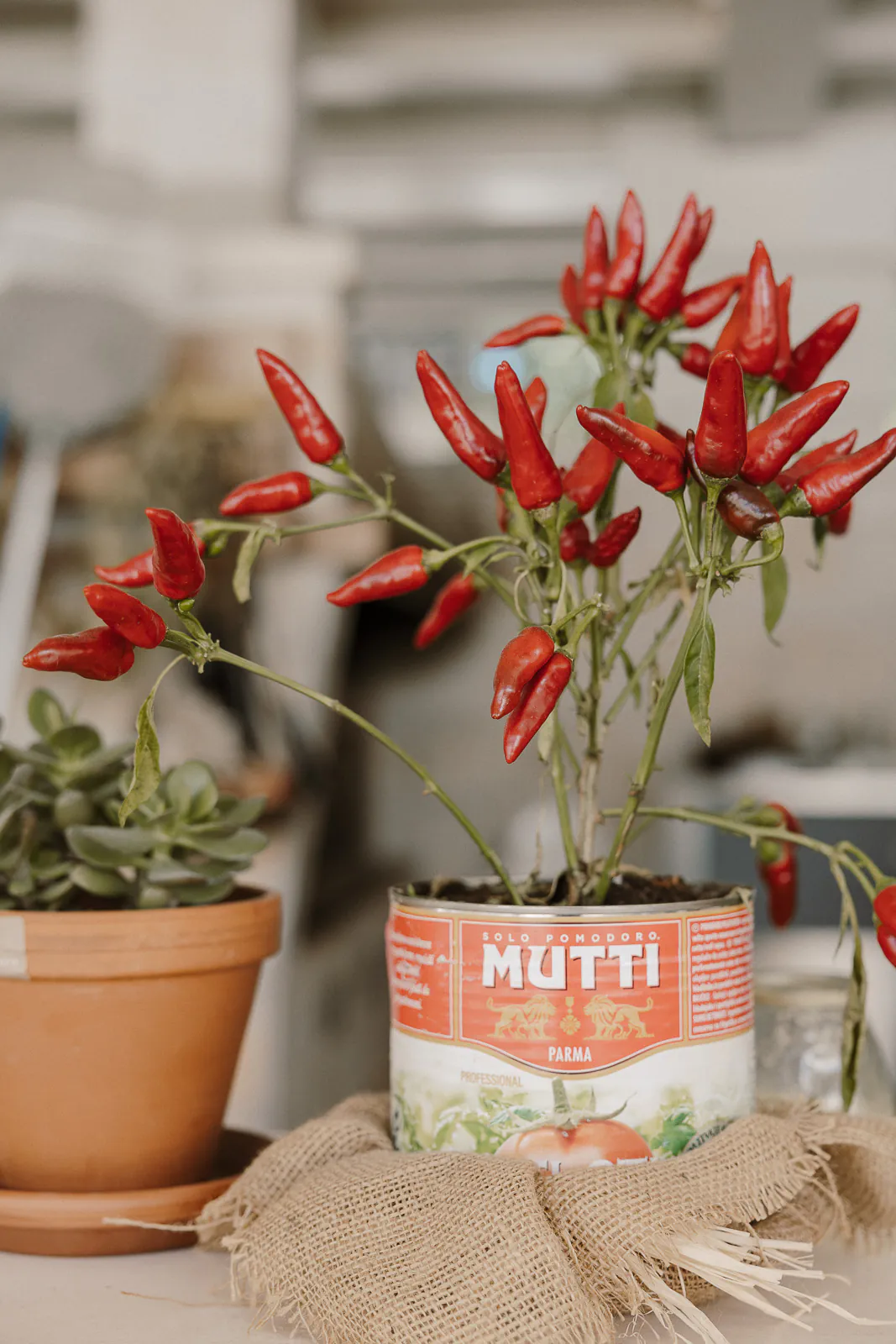 destination editorial wedding puglia masseria grieco