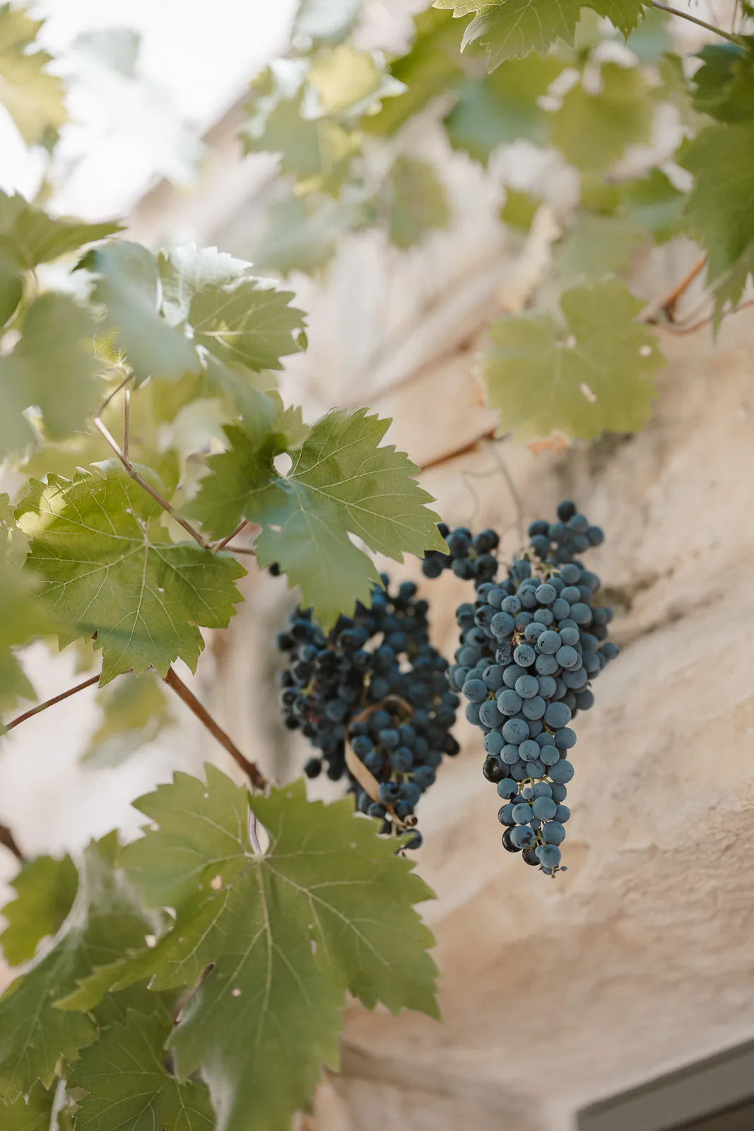 destination editorial wedding puglia masseria grieco