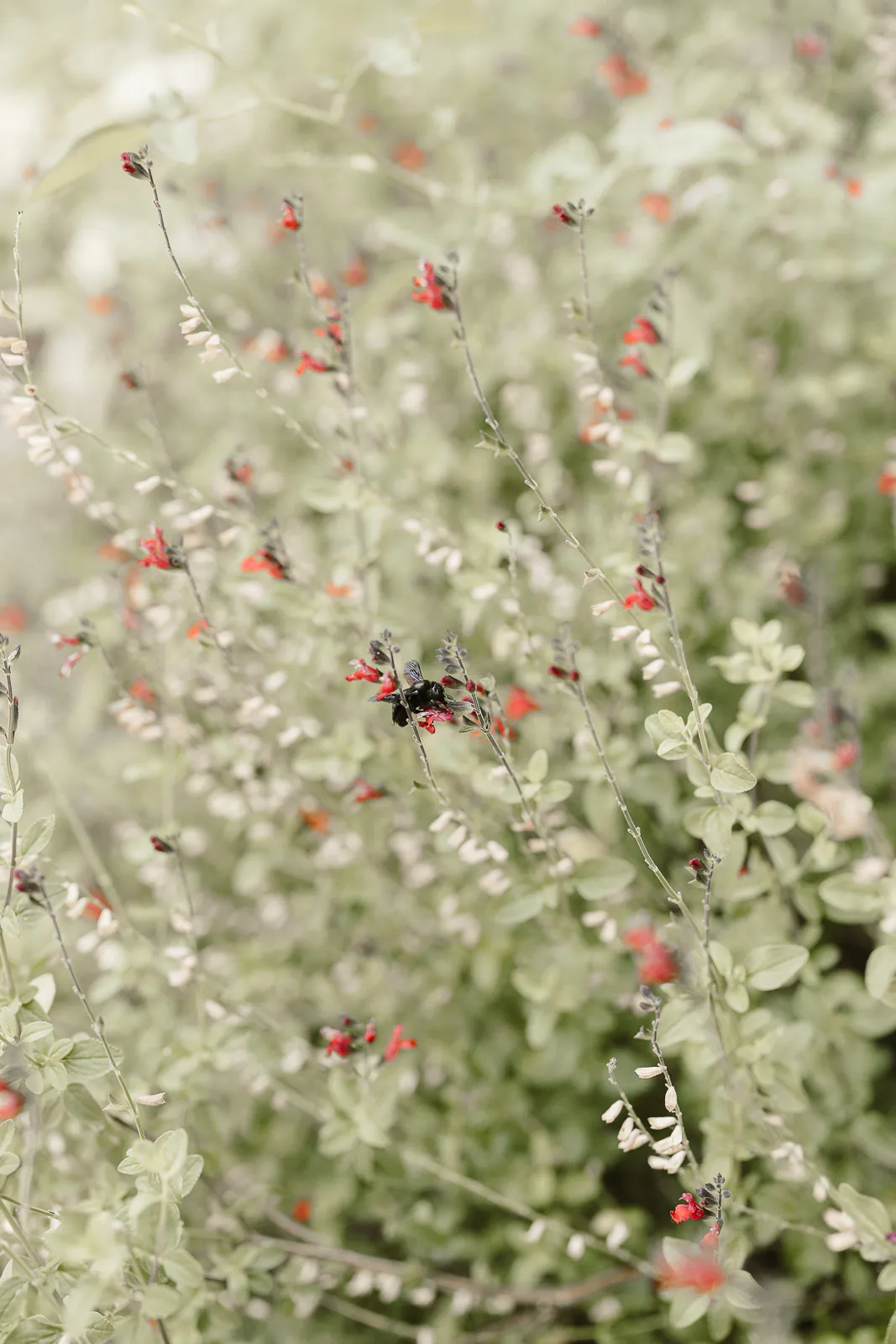 destination wedding tuscany san galgano