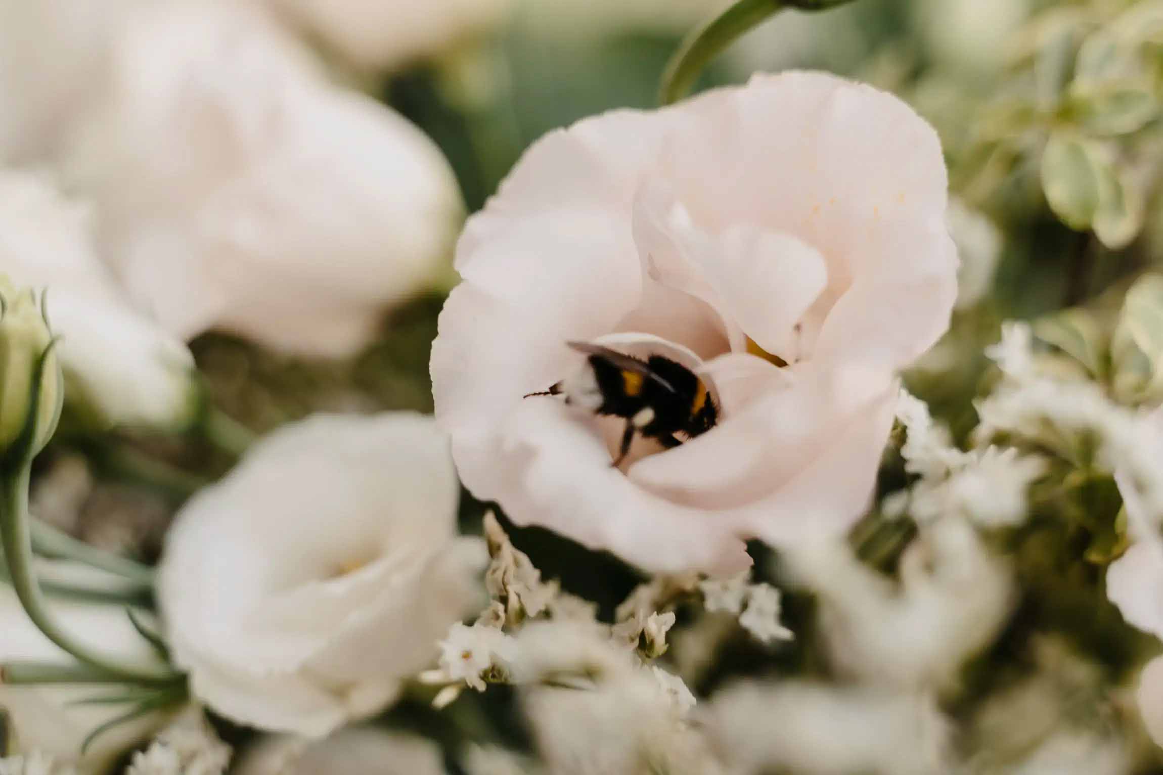 fotografo matrimonio puglia ostuni masseria traetta reportage chic