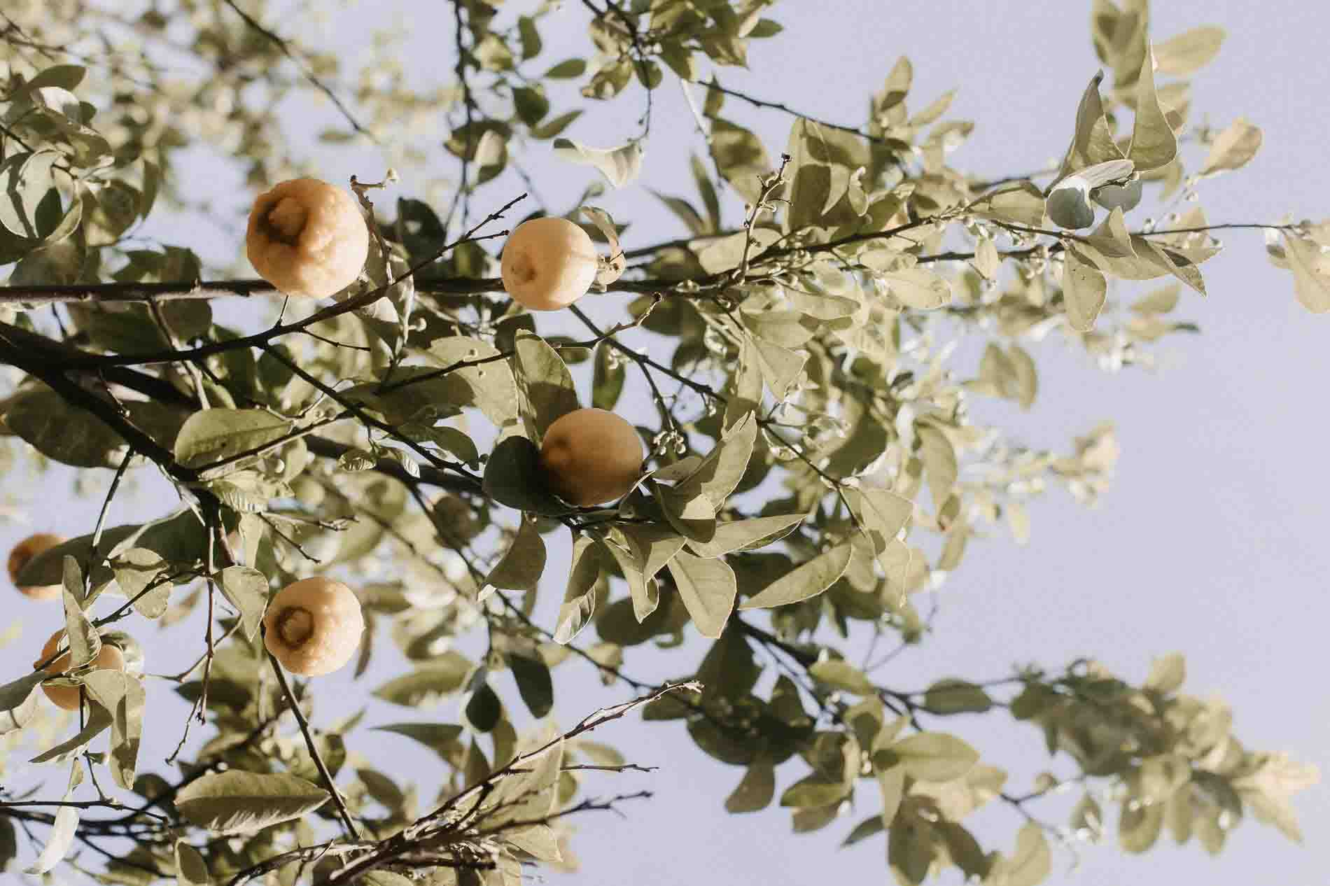 vins wedding photographer puglia masseria marzalossa fasano glamour