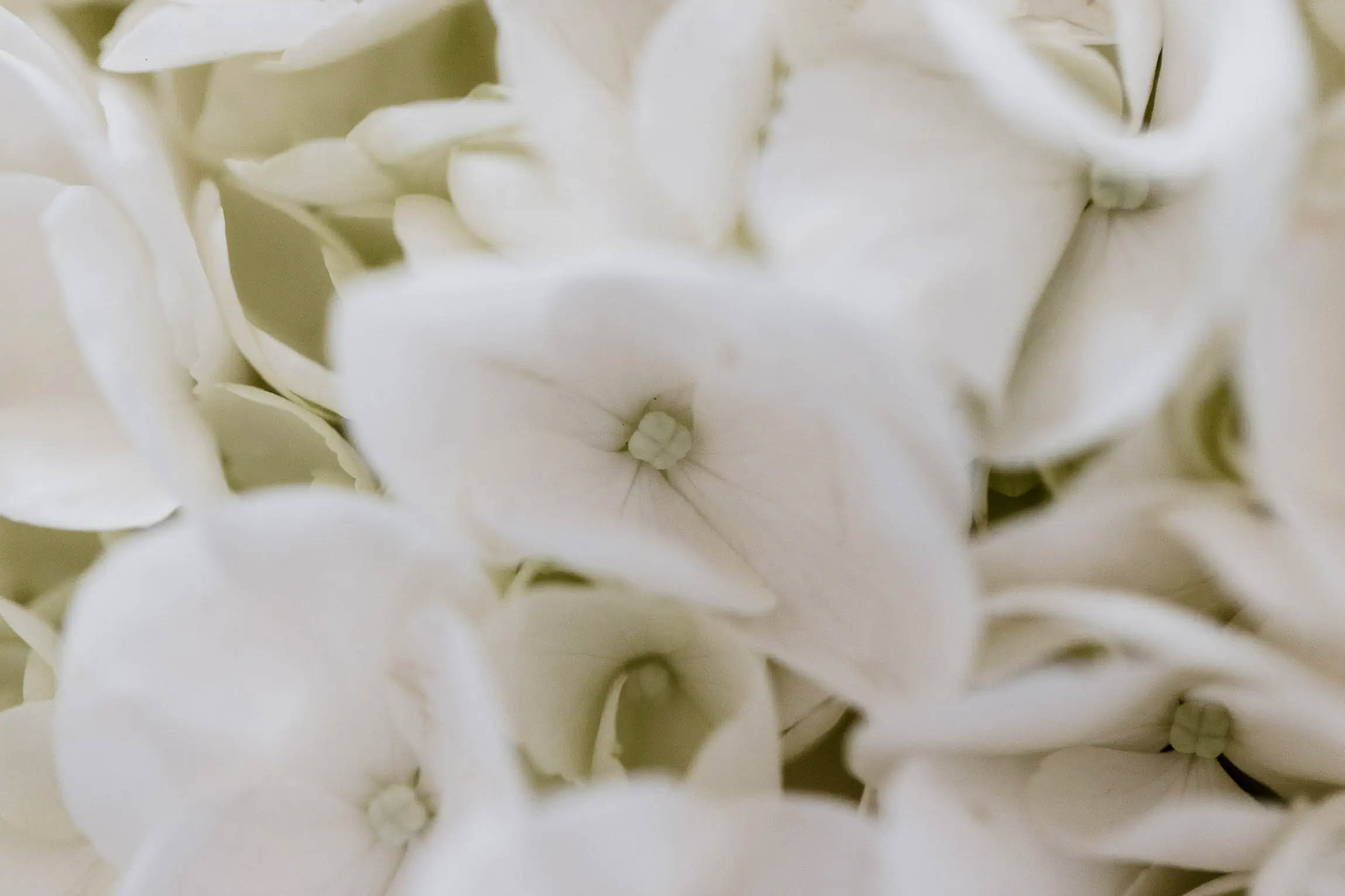 wedding photographer puglia luxury chic minimal masseria fasano san giovanni